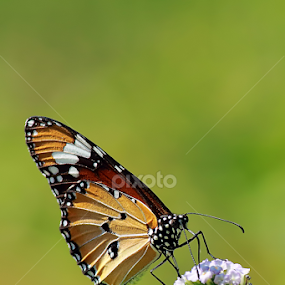 by Didik Baen - Animals Insects & Spiders