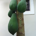 Papaya