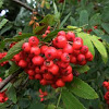 European Rowan (fruits)