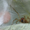 Yellow sac spider spider  (guarding egg sac)