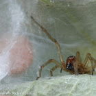 Yellow sac spider spider  (guarding egg sac)