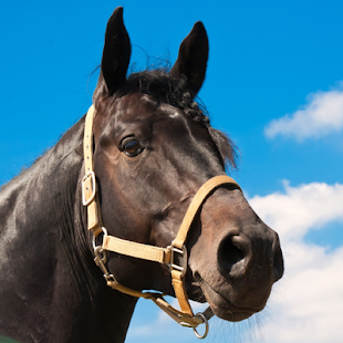 How to mod Free Horse Sounds App lastet apk for pc