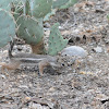 Harris' antelope squirrel