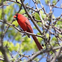 Northern Cardinal