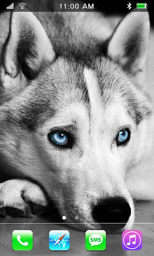 Husky Dogs live wallpaper