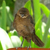 Great-tailed grackle fledgling