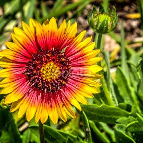 Wildflower by Sandy Friedkin - Flowers Single Flower