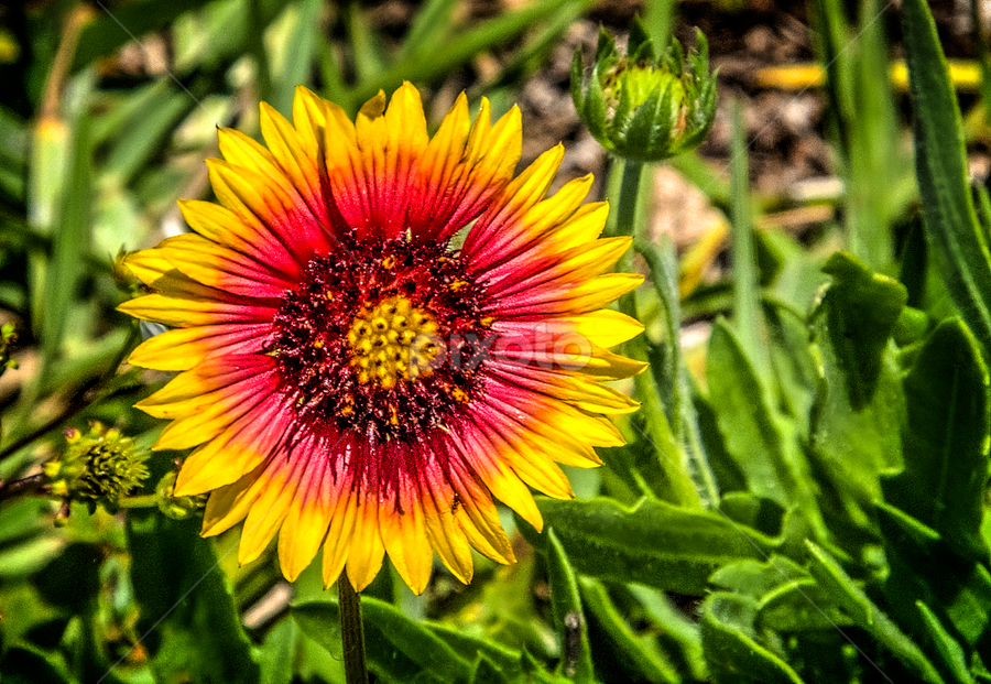 Wildflower by Sandy Friedkin - Flowers Single Flower