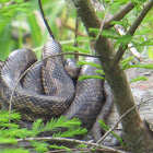 Prairie kingsnake (Lampropeltis calligaster)