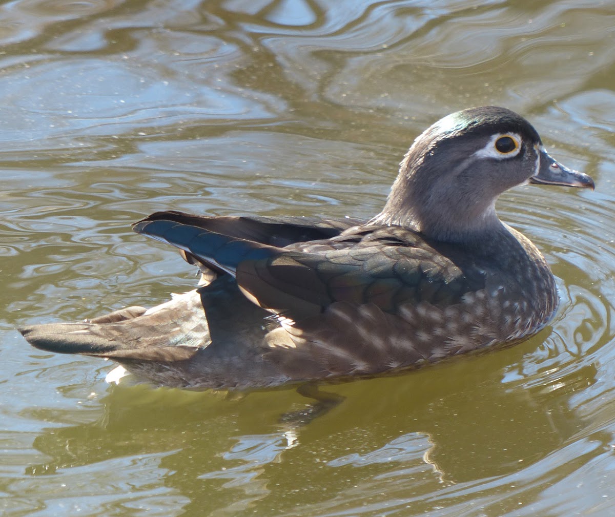 Wood Duck or Carolina Duck (Female)