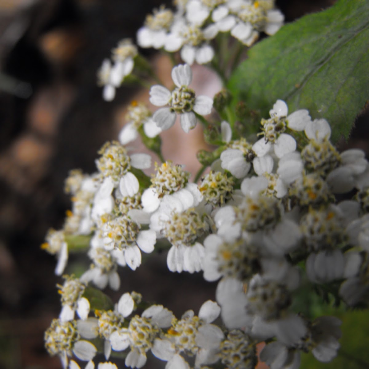 Yarrow