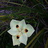 Fortnight Lily or Afrcan Iris