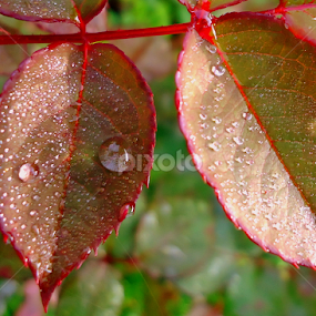 Drops by Gordana Cajner - Nature Up Close Natural Waterdrops