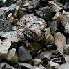 Natterjack toad