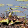 Yellow Wagtail