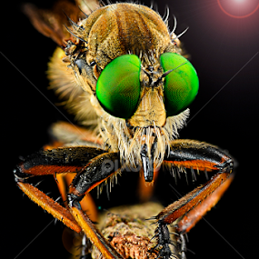 Green Eyes by Jandra Pangemanan - Animals Insects & Spiders