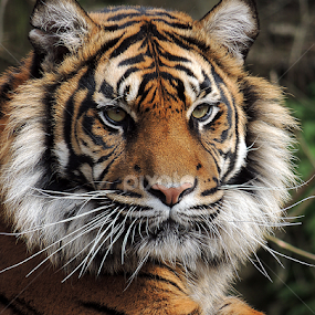 Daseep by Kathryn Willett - Animals Lions, Tigers & Big Cats