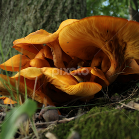 by Christine Weaver-Cimala - Nature Up Close Mushrooms & Fungi