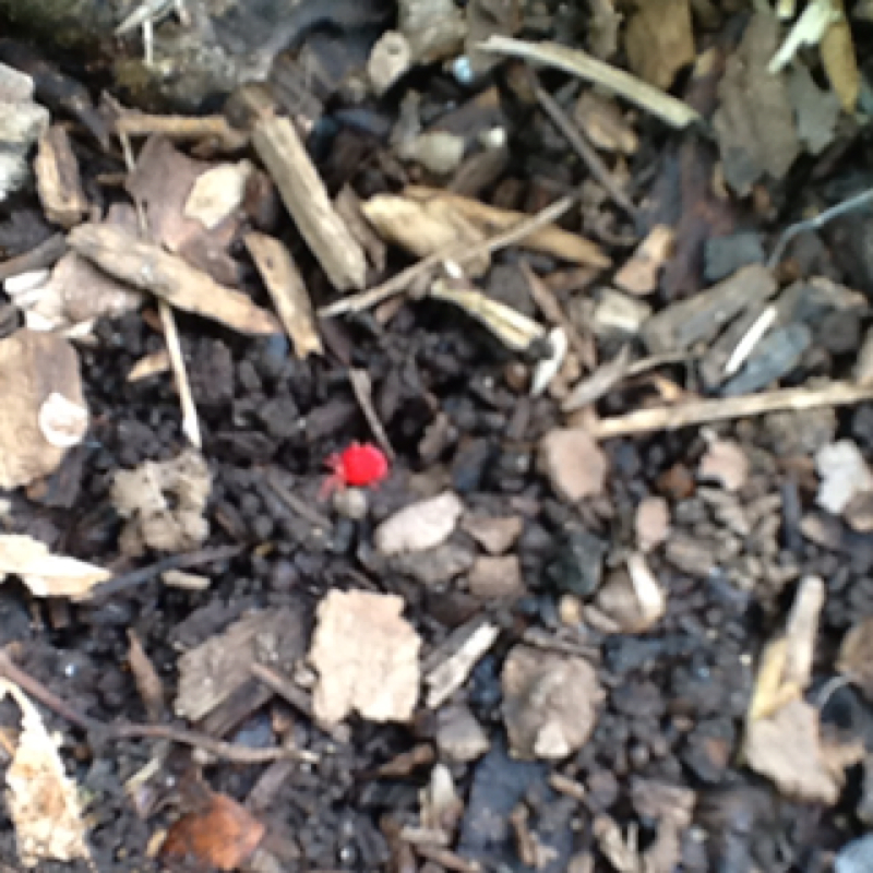 Chiggers Project Noah