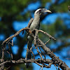 indian grey hornbill