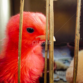 A young one by Kalai Vanan - Animals Birds