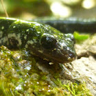 Northern Slimy Salamander