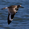 Willet