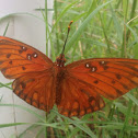 Gulf Fritillary