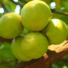 Mundu / Egg tree / False mangosteen