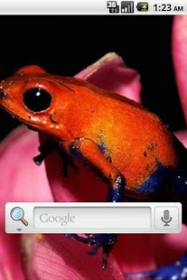 How to install Cool Frog Live Wallpaper patch 1.1 apk for laptop