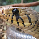 Black-tailed indigo snake