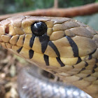 Black-tailed indigo snake