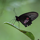 Arched-winged Cattleheart