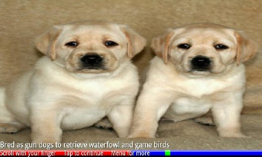 Puppies and Dogs 3 FREE - náhled