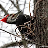 Southern pileated woodpecker, male