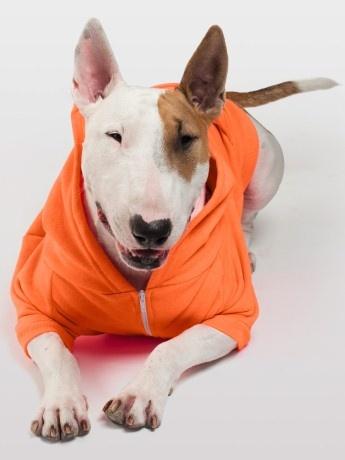 免費下載個人化APP|Bull Terrier Wallpapers app開箱文|APP開箱王