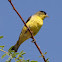 Lesser Goldfinch