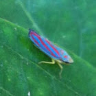 Red-banded Leafhopper