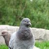 Feral Rock Pigeon