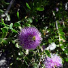 Showy Honey Myrtle