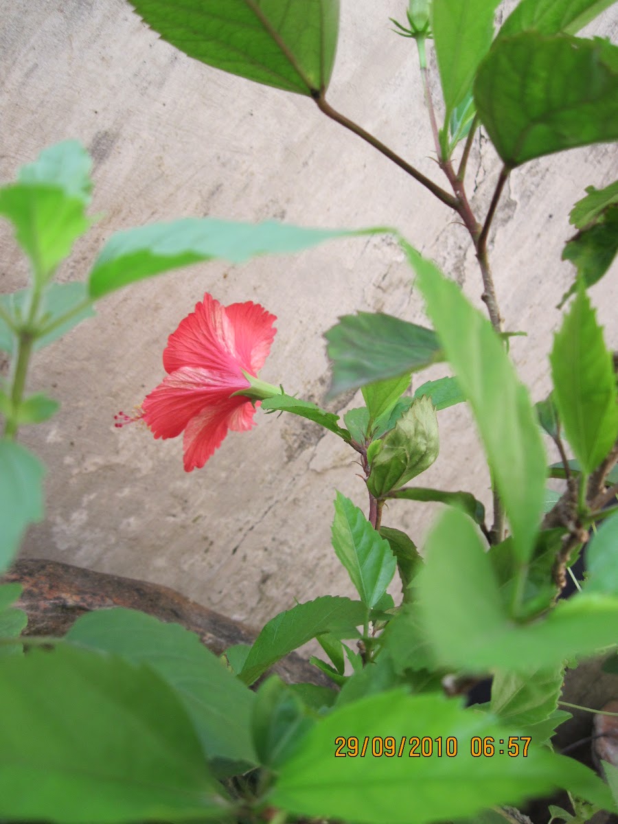 Jasvand (Hibiscus)