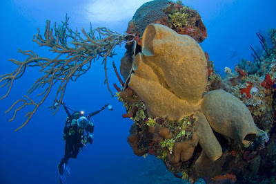 Sponges on the reef near Lighthouse Point on Grand Cayman Island.