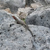 Lagartija de la lava. Lava lizard