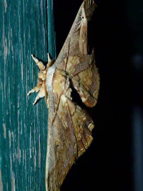 giant night butterfly