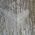 White Lopper Moth