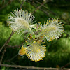 Willow male catkin