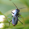 light blue beetle
