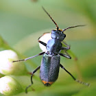 light blue beetle