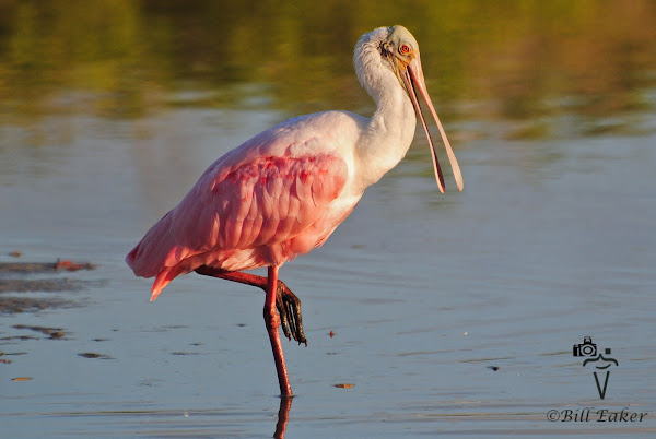 Roseate Spoonbill | Project Noah