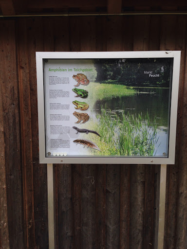 Amphibien im Teichgebiet